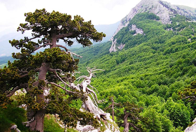Il Parco Nazionale del Pollino